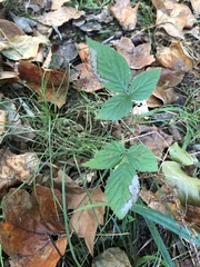 Rubus flagellaris