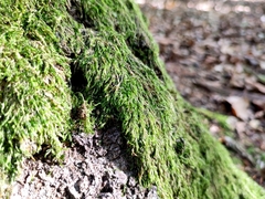 Pseudisothecium myosuroides