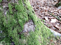 Pseudisothecium myosuroides