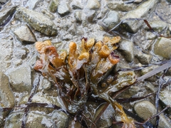 Fucus vesiculosus