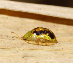 Cassida diomma