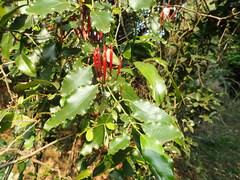 Agelanthus kraussianus