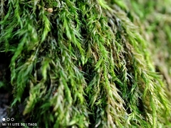 Pseudisothecium myosuroides