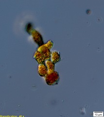 Trentepohlia umbrina