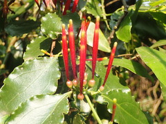 Agelanthus kraussianus