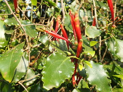 Agelanthus kraussianus