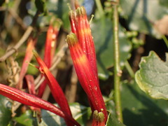 Agelanthus kraussianus