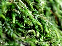 Pseudisothecium myosuroides