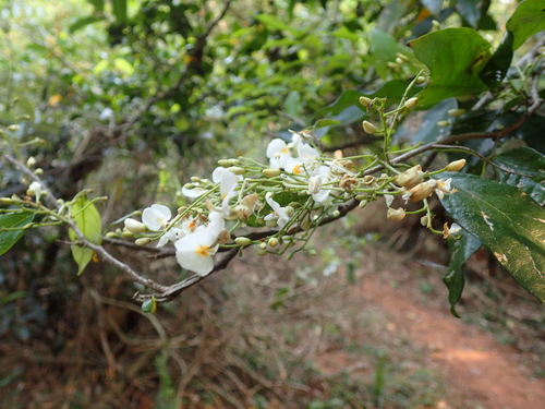 Image of Baphia racemosa by (c) Mahomed Desai, some rights reserved (CC BY)