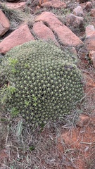 Euphorbia pulvinata