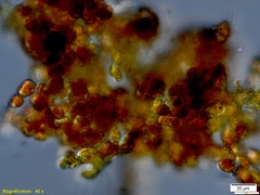 Trentepohlia umbrina