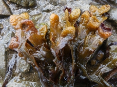 Fucus vesiculosus