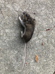 Peromyscus maniculatus