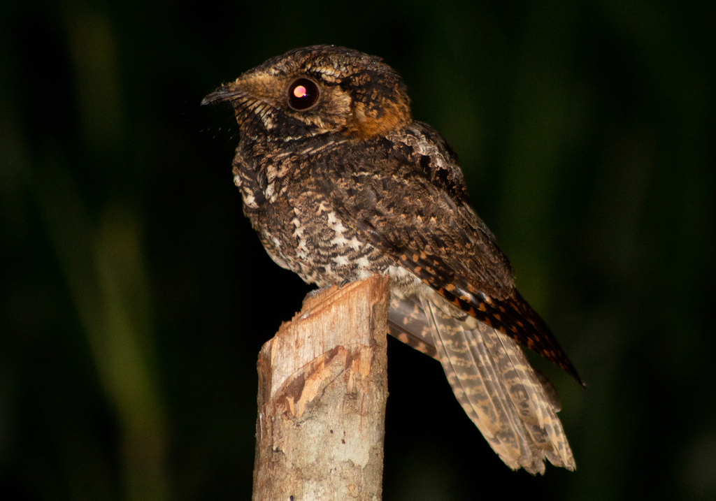 Yucatan Nightjar