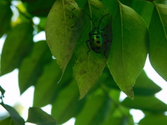 Chrysocoris