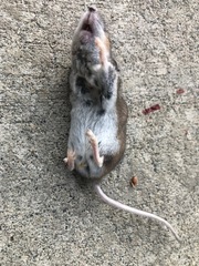Peromyscus maniculatus
