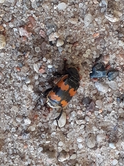 Nicrophorus vespillo