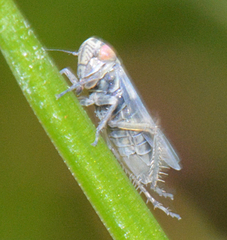 Macrosteles