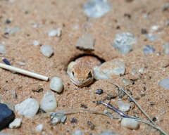 Ptenopus garrulus garrulus