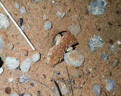 Ptenopus garrulus garrulus