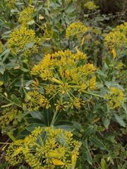 Bupleurum fruticosum
