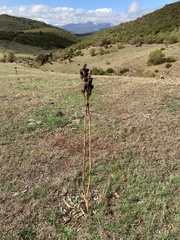 Asphodelus