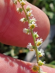 Sesamoides suffruticosa