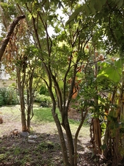 Forchhammeria trifoliata