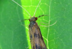 Mystacides interjectus