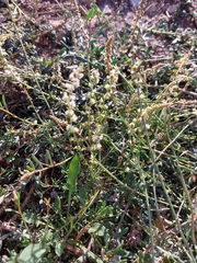 Sesamoides suffruticosa