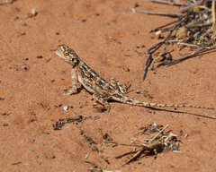 Agama aculeata aculeata