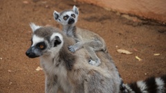 Lemur catta