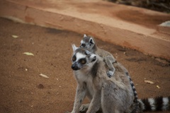 Lemur catta
