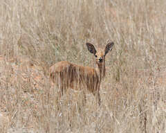 Raphicerus campestris steinhardti