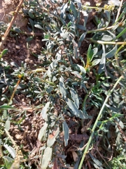 Sesamoides suffruticosa