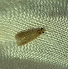 Hydropsychoidea