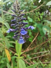 Salvia lavanduloides