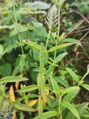 Salvia lavanduloides