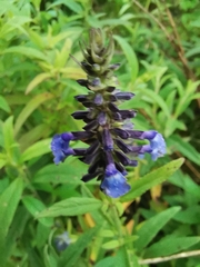 Salvia lavanduloides