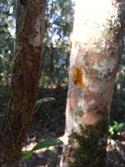 Bulbophyllum analamazoatrae image