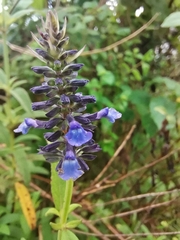 Salvia lavanduloides