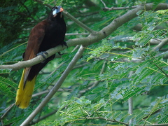 Psarocolius montezuma