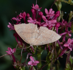 Cyclophora linearia