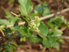 Acalypha glabrata