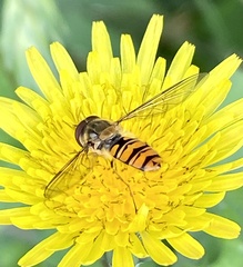 Episyrphus balteatus