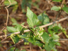Acalypha glabrata