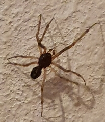 Araneomorphae