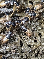 Melinopterus
