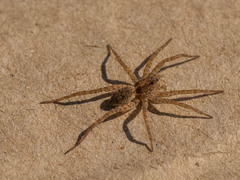 Pardosa