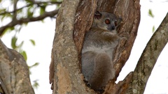 Lepilemur leucopus